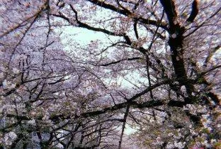Tsurugi