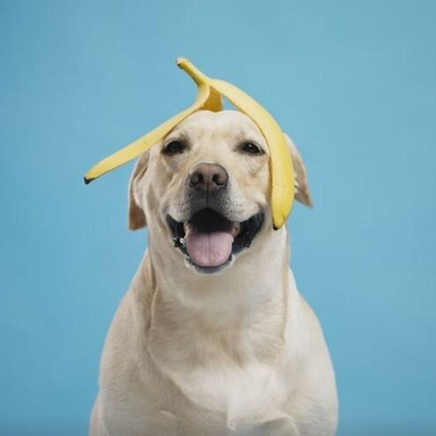 Healthy Dog
