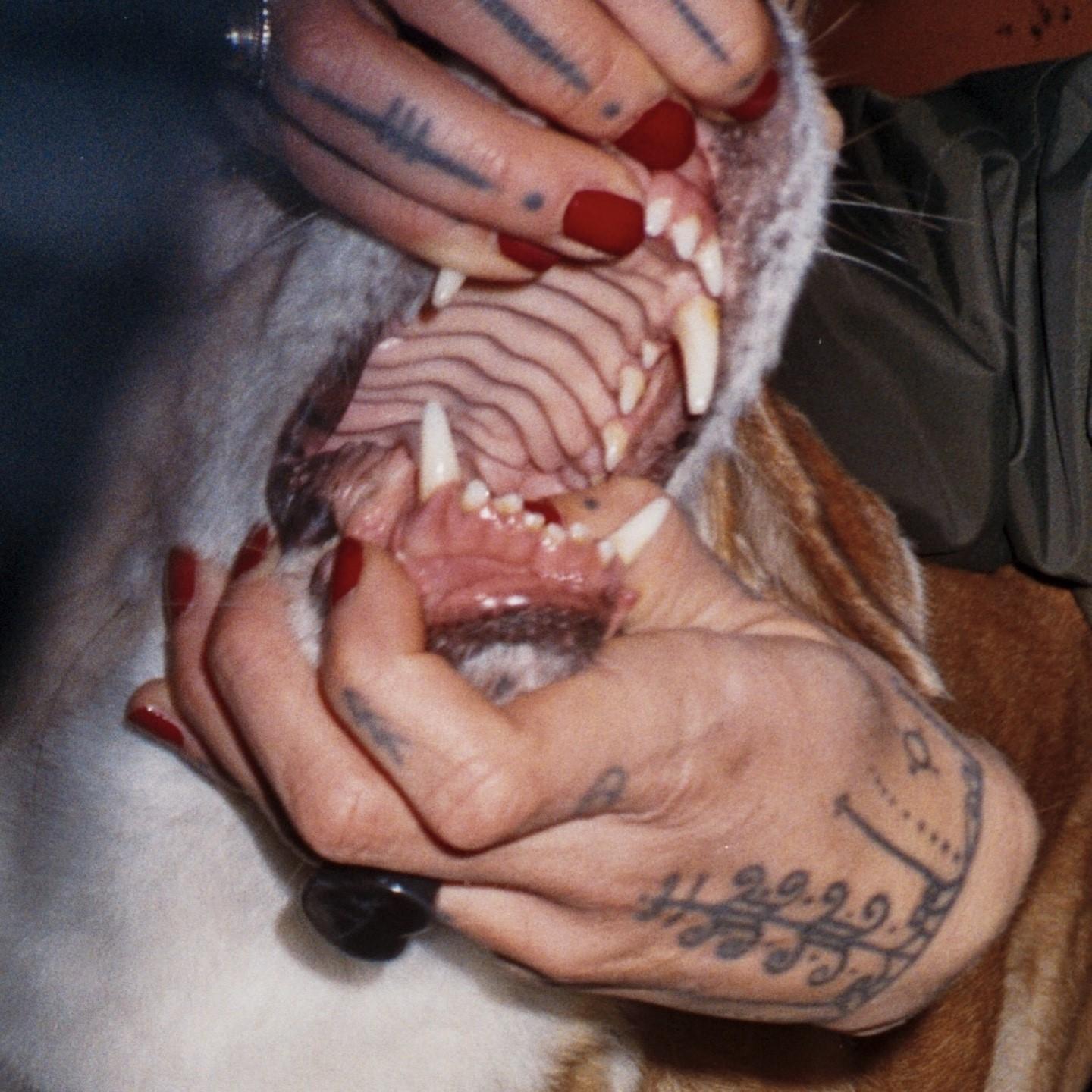 Canine Cracks