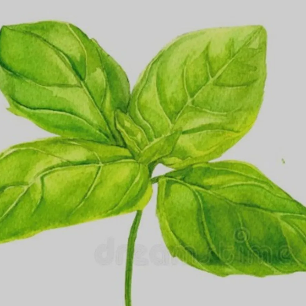 Tulsi